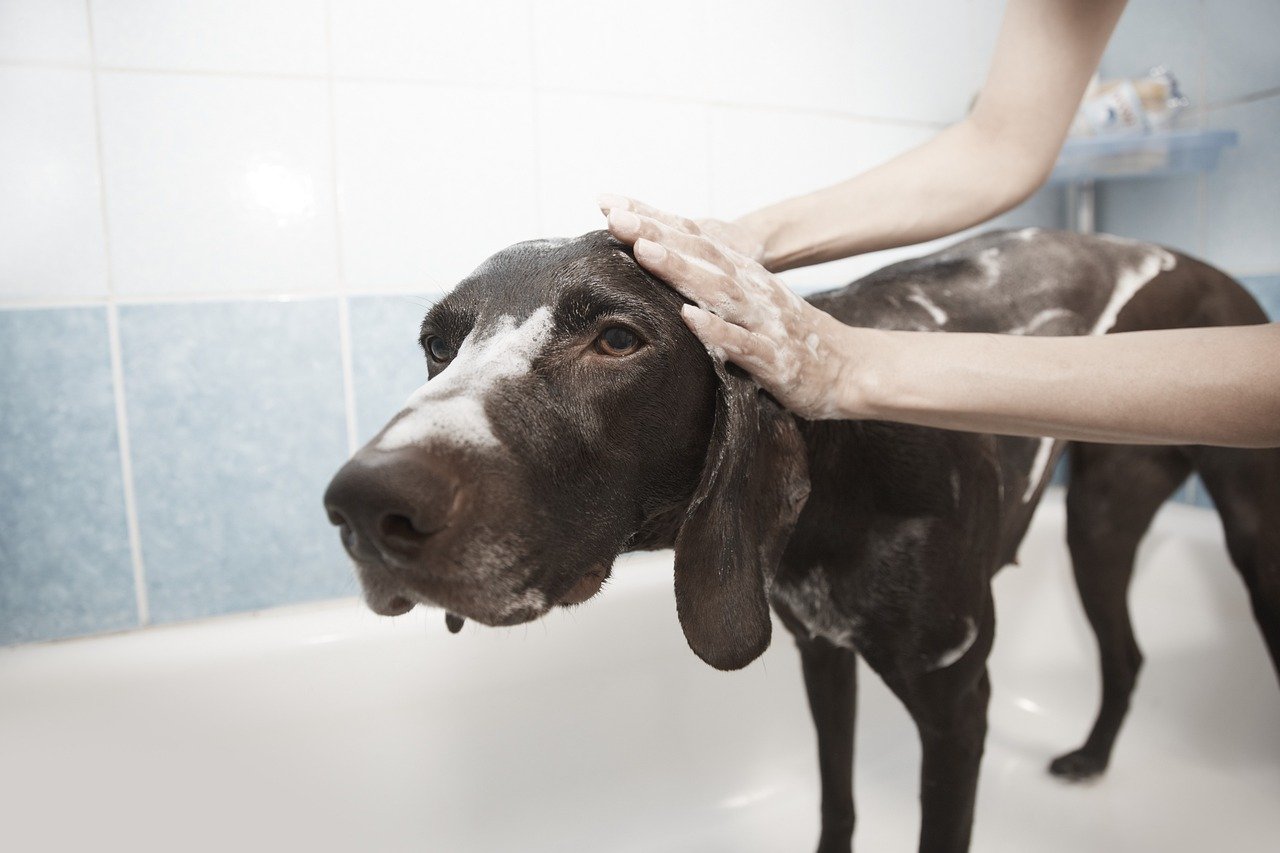 Essential Tips For Grooming Your Dog At Home