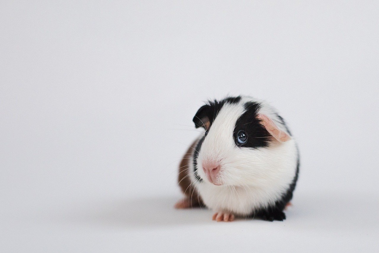 Must-Have Accessories For Your Guinea Pig Cage